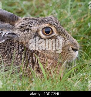 Lièvre lièvre / Brown / lièvre européen / Feldhase ( Lepus europaeus ) lying / resting in meadow, détendue, très détaillée close up, de la faune, de l'Europe. Banque D'Images