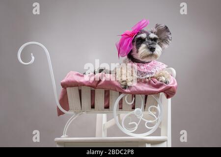 schnauzer miniature chien dans un chapeau avec des décorations se trouve dans un chariot de jouet. Chien dans le rôle d'une dame glamour. Vide pour le projet de conception Banque D'Images