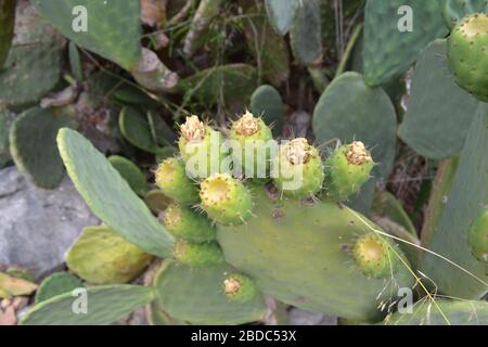 fruits de cactus Banque D'Images