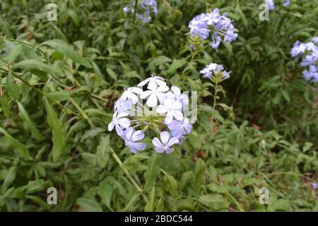 cinq pétales de fleur bleue Banque D'Images