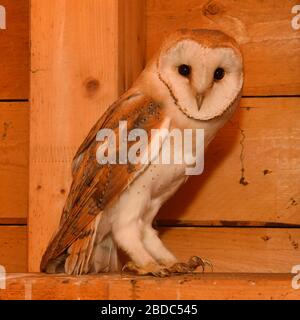 Jeune Barn Owl sauvage / Schleiereule (Tyto alba) assis dans le treillis en bois d'une église. Banque D'Images