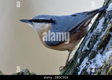 Bulbul à / Europaeischer Kleiber ( Sitta europaea ) en hiver, perché dans un arbre, observant autour, pose typique, de la faune, de l'Europe. Banque D'Images