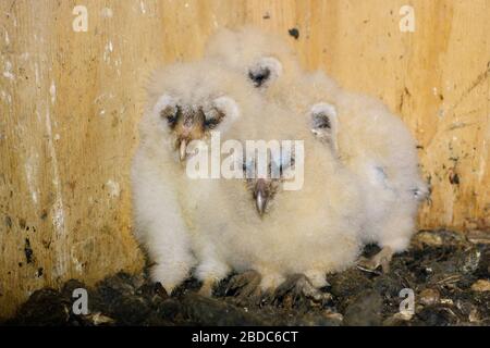 Chouette effraie (Tyto alba ), les poussins, progéniture, accroupi, assis dans leurs aides de nidification, dormir, mignonnes et drôles de bébés animaux, la faune, l'Europe. Banque D'Images