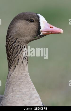 L'Oie rieuse / Blaessgans ( Anser albifrons ) close-up, portrait, portrait, vue frontale, la faune, l'Europe. Banque D'Images