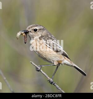 ( Saxicola torquata Stonechat européenne ), femme, perché au sommet d'un buisson, qui tiennent de la nourriture pour ses poussins en bec, la faune, l'Europe. Banque D'Images