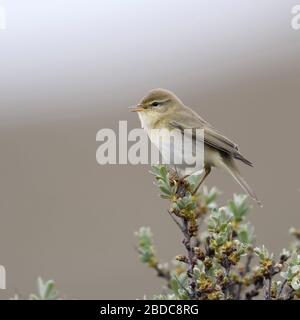 Willow Warbler fitis Phylloscopus trochilus ( / ), petit oiseau, l'homme adulte au printemps, perché au sommet d'argousier, le chant, la faune, l'Europe. Banque D'Images