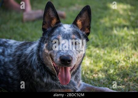 Jeune chien de bétail australien (Heeler bleu) clôture portrait du visage avec bouche ouverte Banque D'Images