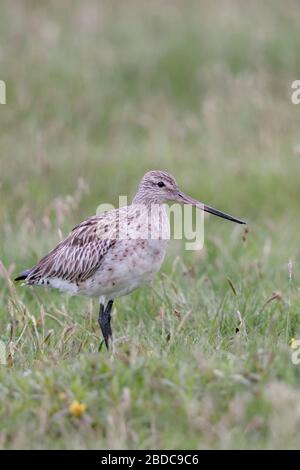 Barge à queue Bar / Pfuhlschnepfe ( Limosa lapponica ) au printemps, oiseaux échassiers migrateurs, reposant sur une prairie humide, de la faune, de l'Europe. Banque D'Images