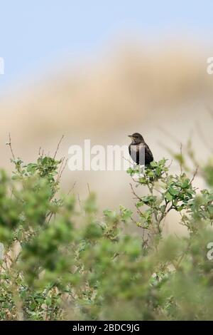 Merle noir / Amsel ( Turdus merula ), brown femelle sur la distance, perché au sommet de quelques buissons dans les dunes, de regarder, de la faune, de l'Europe. Banque D'Images