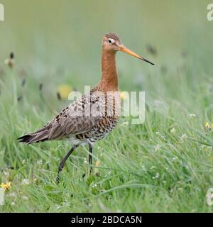 Barge à queue noire / Uferschnepfe ( Limosa limosa), oiseau échassier aux longues jambes, marcher si une floraison printanière prairie pissenlit, de la faune, de l'Europe. Banque D'Images