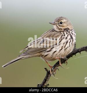 Meadow Pipit spioncelle Anthus pratensis / Wiesenpieper ( ) perché au sommet d'une élévation de la vrille épineux, regarder en arrière sur son épaule, la faune, l'Europe. Banque D'Images