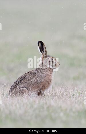 Lièvre brun / lièvre européen / Feldhase (Lepus europaeus ) en hiver, assis sur les herbages, la lumière de neige, la faune, l'Europe. Banque D'Images