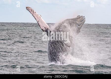 La baleine à bosse se brisant au large de la côte de la Basse-Californie Banque D'Images