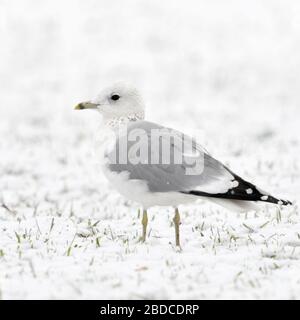 Mew Gull / Sturmmoewe ( Larus canus ) en hiver, assis sur des terres agricoles, jeune oiseau en deuxième hiver, la faune, l'Europe. Banque D'Images