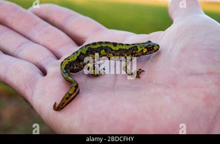 triturus marmoratus, perché au creux de la main d'un enfant, lion, Espagne Banque D'Images