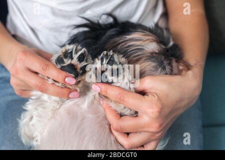 Drôle de joli chien est assis sur le canapé dans le tour de la fille. animal de compagnie Shih-tzu. La solitude. Banque D'Images