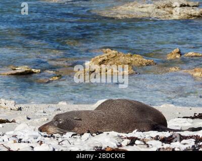 Sceau à fourrure (Arctocephalus forsteri) dormant et reposant sur la passerelle de la péninsule de Kaikoura dans la colonie Seal en Nouvelle-Zélande Banque D'Images