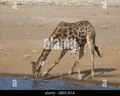 Girafe en gros plan boire au billabong / trou d'eau . Sur le safari tour Etosha nationalpark , Namibie . Grand animal avec long cou stoop vers le bas à l'eau . Banque D'Images