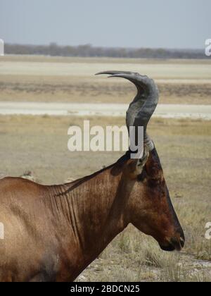 Sud africain rouge hartebeest gros plan vue latérale face / tête w. cornes tordues ; Etosha nationalpark Namibie Afrique ; animal ne regardant pas dans la caméra Banque D'Images