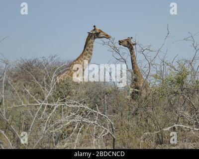 Deux girafes adultes ou couple en gros plan manger au gommage ou aux branches . Embrasser . Safari Etosha nationalpark , Namibie Afrique . Grand animal à col long Banque D'Images