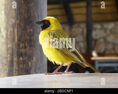 Baya Sakalava weaver / Weber vue latérale d'oiseau gros plan ; oiseau jaune debout / assis avec visage et bec noirs et motif à Solitaire Namibie , Afrique Banque D'Images