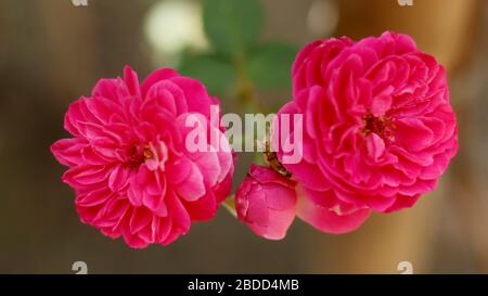Fleurs roses de haute qualité dans le jardin de maison de village Banque D'Images
