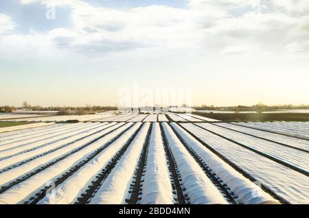 Champs de plantation d'agriculteurs couverts d'agrofibres de sphunbond. L'utilisation de la technologie dans l'agriculture pour une récolte antérieure et supérieure, adoucit l'atténuation Banque D'Images