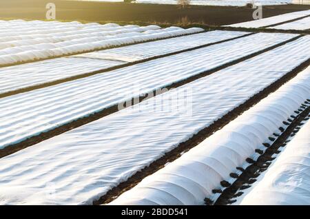 Champs de plantation d'agriculteurs couverts d'agrofibres de sphunbond. Augmentation de la survie des plantes. Protéger les récoltes contre les changements soudains de température atmosphérique Banque D'Images