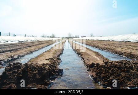 Arroser des rangées de plantations de carottes de manière ouverte. Irrigation lourde après semis de graines. Hydrater le sol et stimuler la croissance. Agriculture agr Banque D'Images