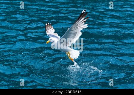 Seagull (Larus michahellis) en prenant l'eau Banque D'Images