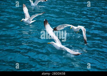 Les mouettes (Larus michahellis) volent au-dessus de la mer et pêchent le poisson Banque D'Images