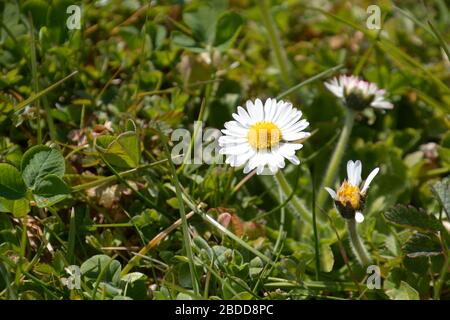 macro de certains bellis perennis avec espace de copie, en foyer une marguerite commune en fleur au début du printemps Banque D'Images
