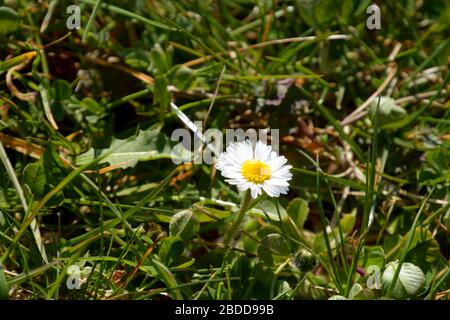 au début du printemps, une marguerite commune fleurit sur la prairie Banque D'Images