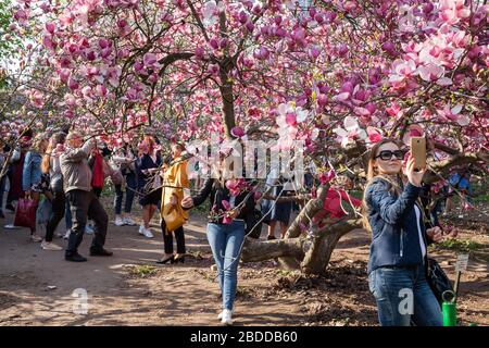 24.04.2019, Kiew, , Ukraine - femmes se photographiant devant les fleurs d'arbres dans le jardin botanique de Kiev. 00P190424D619CAROEX.JPG [MODÈLE RE Banque D'Images