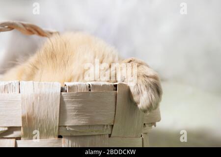 Mignon petit animal de compagnie, peluche chaton ou chiot, se cache dans le panier en osier mettant sa patte dehors. Vue rapprochée, espace de copie. Joyeuses Pâques, carte de vœux d'anniversaire, Banque D'Images