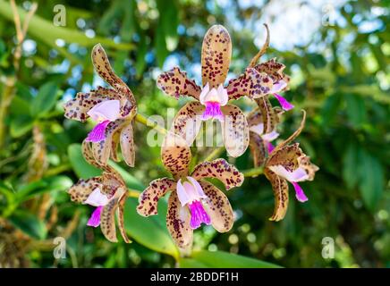 Orchid Cattleya Trigina ou Orchid Cattleya Leopoldi . Gros plan à Anchieta, État d'Espirito Santo, Brésil. Banque D'Images