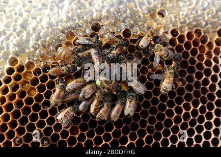 29.12.2019, Berlin, Berlin, Allemagne - abeilles mellifères mortes et marquées de la reine abeille sur un peigne de couvée. 00S191229D317CAROEX.JPG [VERSION DU MODÈLE : NON APPLICABLE, PRO Banque D'Images