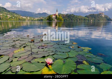 Lilly fleurs sur un lac Bled. Carte postale de Slovénie. Un site touristique célèbre et une destination touristique populaire. Banque D'Images