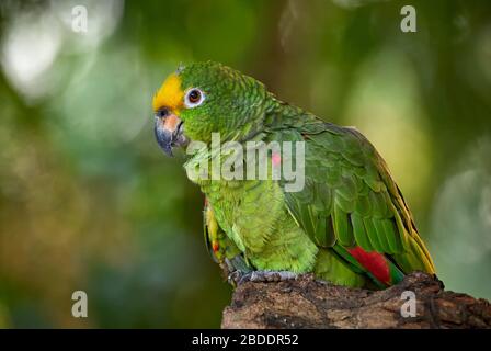 Perroquet à tête jaune, Amazona ochrocephala, Venezuela, Amérique du Sud, Amérique Banque D'Images