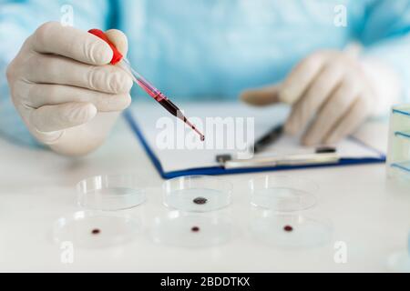 Vue rapprochée des mains d'un chercheur dans un laboratoire goutte un échantillon de sang dans un plat de Petri. Concentrez-vous sur le compte-gouttes. Recherche sur la grippe et création de vaccins. Banque D'Images