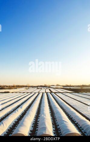 Les champs de plantation d'agriculteurs couverts d'agrofibres de sphunbond. Pour une récolte plus précoce et plus élevée, adoucit les effets atténuants des conditions climatiques instables. Utilisation du tapis Banque D'Images