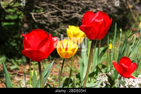 Magheralin, Comté d'Armagh, Nord, Irlande. 08 avril 2020. Météo au Royaume-Uni - une journée de printemps chaude et principalement ensoleillée près du village de Magheralin. Tulipes rouges et jaunes au soleil de printemps au bord de la route. Crédit: CAZIMB/Alay Live News. Banque D'Images