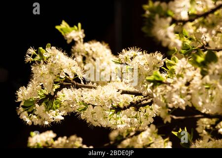 Une belle branche de prune florissante la nuit dans la pleine lune. Photo d'art. La prune blanche s'épanouit dans la lune. Floraison printanière des arbres fruitiers dans le Banque D'Images