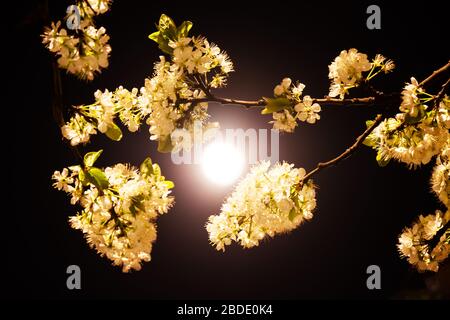 Une belle branche de prune florissante la nuit dans la pleine lune. Photo d'art. La prune blanche s'épanouit dans la lune. Floraison printanière des arbres fruitiers dans le Banque D'Images