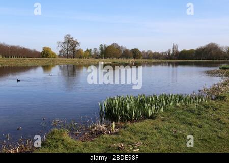 Rick Pond, Home Park, Hampton court, East Molesey, Surrey, Angleterre, Grande-Bretagne, Royaume-Uni, Royaume-Uni, Europe Banque D'Images