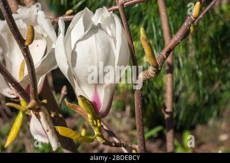 Belle fleur blanche de Magnolia avec fond pourpre sur un arbre de Magnolia, également connu sous le nom de tulipe. Banque D'Images