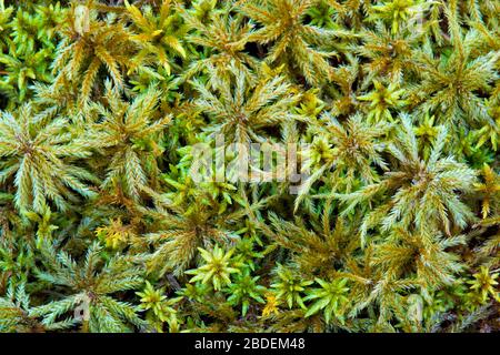 La mousse d'arbre et le sphagnum poussent dans une forêt humide dans les montagnes Pocono de Pennsylvanie. Banque D'Images