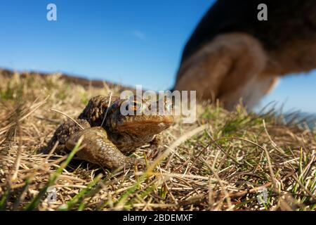 Crapaule crapaud, chien caché - Walker trouve un moment avec la nature tout en marchant son chien sur une journée étonnante. (Crapaud - bufo bufo) « pour le maintien du coronavirus, les liens avec la faune s'avèrent être ma consolation sur ma routine d'exercice quotidienne avec mon chien. J'enregistre une photo tous les jours sur un site appartenant à la communauté appelé Blipfoto et il m'aide à garder ma santé. C'était ma merveilleuse trouvaille aujourd'hui - et j'ai souri." Rebecca Cole - Burley Moor, West Yorkshire, Royaume-Uni Banque D'Images