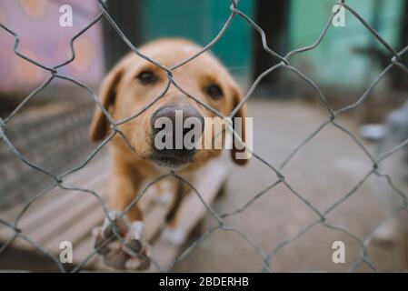 Portrait du chien triste derrière la clôture dans un abri pour animaux Banque D'Images