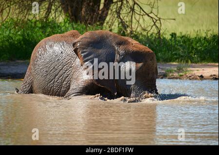 Un jeune éléphant féminin se trompe dans un trou d'eau et en profitant de la vie Banque D'Images